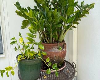 Mature Potted Plants