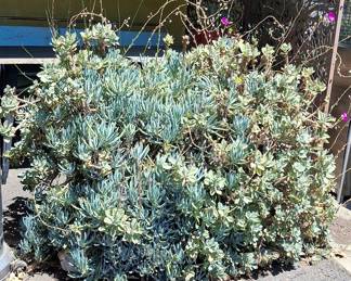 Large Succulent Plant in Galvanized Planter