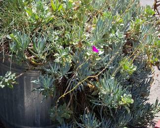 Galvanized Metal Stock Tank Planter - 50 Gallon