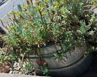 Large Succulent Plant in Galvanized Planter