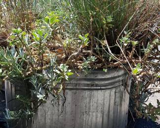 Galvanized Metal Planter with Blue Chalk Sticks Succulents and Rush Grass