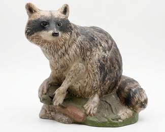 coon