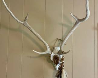 HORNS