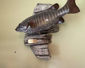 Small mouth bass