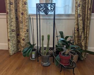 Plant Stand and Orchids