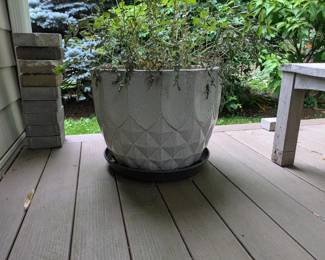 Pot