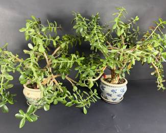 Polish Pottery Planters with Mature Jade Plants