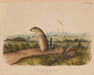 1046 After John Woodhouse Audubon (1785-1851) "Spermophilus Mexicanus Licht (Mexican Marmot-Squirrel)," Plate CXXIV from "Viviparous Quadrupeds of North America," by J.T. Bowen, 1845-48 Lithograph with hand coloring on paper From the Imperial Folio edition J. T. Bowen, Philadelphia, PA, prntr., John James Audubon, New York, NY, pub. Image: 17 1/2 x 22in; Sight: 18 1/4 x 23 1/4in Estimate: $300 - $500
