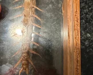 Vintage Framed Giant Grasshopper and Centipede Specimens