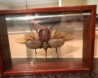 Framed Elephant Beetle (Megasoma elephas) Specimen