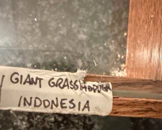 Vintage Framed Giant Grasshopper and Centipede Specimens