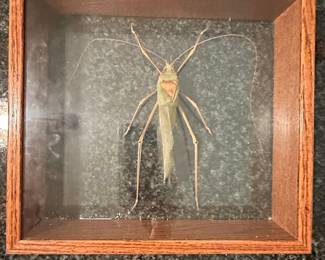 Vintage Framed Giant Grasshopper and Centipede Specimens