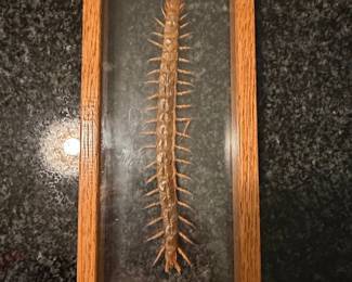 Framed Scolopendra Morsitans Centipede Specimen