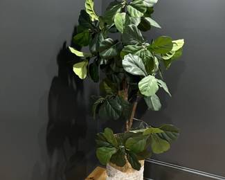 Fiddle Fig Tree
