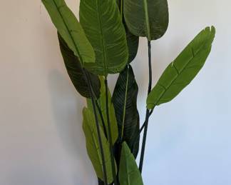 Tall Plant