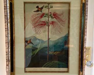 Framed Nature Piece