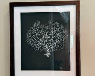 Framed Sea Fan