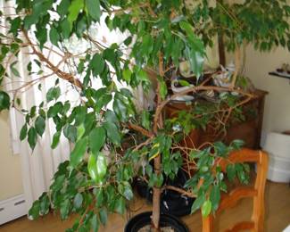 Large Plant