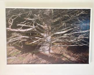 Lot 7318 Large Scale Tree Photography Wall Art