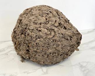 Lot 7535 Natural Curiosities Wasp Nest
