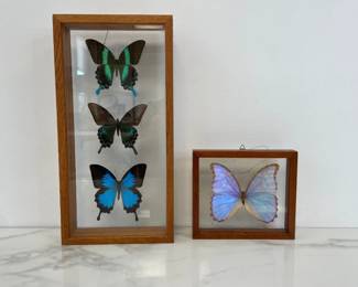 Lot 7524 Mounted Preserved Butterfly Displays Art Natural Curiosities
