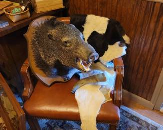 Boar Head Mount, Cow Hide