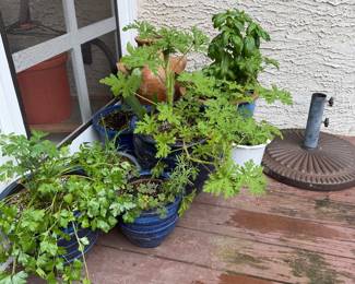 Herb Plants
