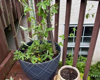 Flower Pot