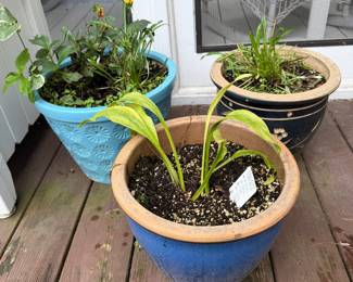 Flower Pots, Annuals