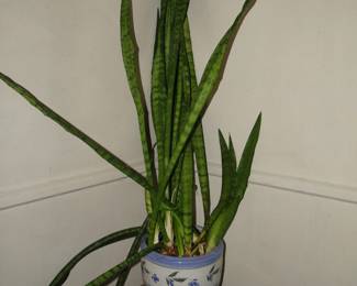 Plants