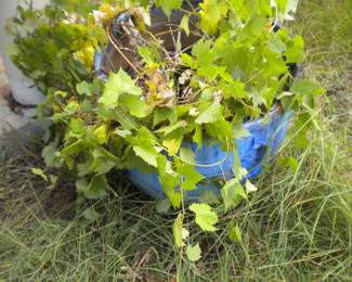 Grape leaf plant