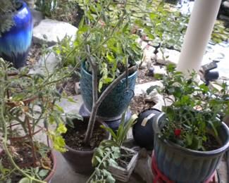 Plants