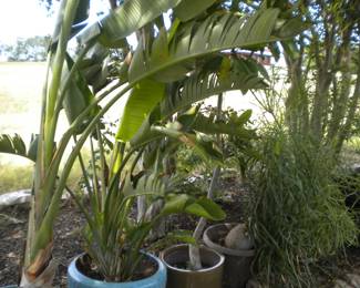 Large plants