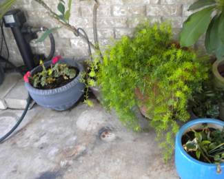 Plants