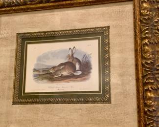 "John James Audubon's "Townsend's Rocky Mountain Hare"