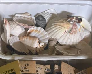 Seashells
