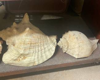Seashells