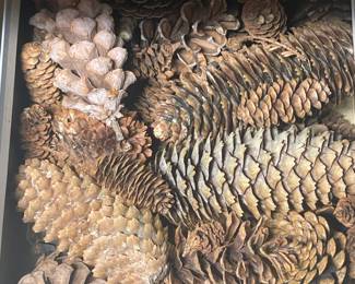 Pinecones