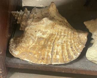 Seashell