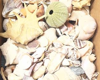 Seashell Collection