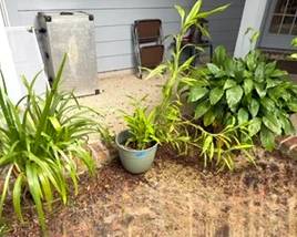 Plants all around the Patio - here are just three of them!