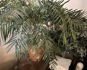 Multiple house plants