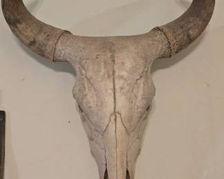Large Vintage Cow Skull