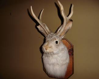 Jackalope