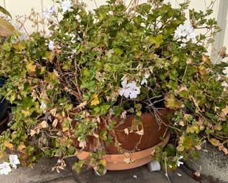 Terracotta Planter with White Geraniums