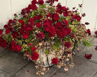 Geraniums in a distressed planter