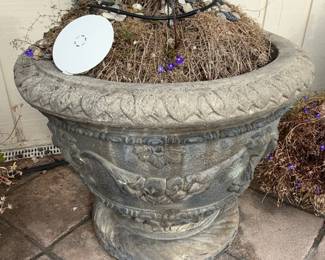 Chinese Fan Palm (Livistona chinensis) in Decorative Urn Planter