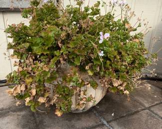 Vintage Concrete Planter with Geraniums