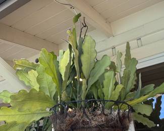 Epiphyllum Oxypetalum (Queen of the Night) Hanging Basket