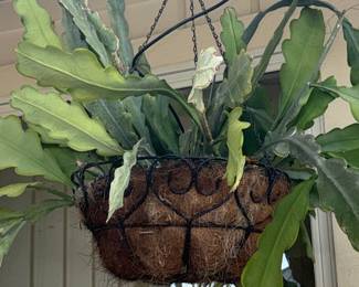 Fishbone Cactus Hanging Basket